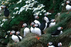 Breeding Prints: Atlantic Puffins