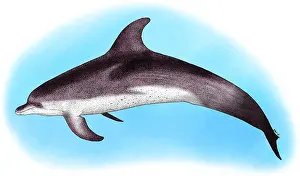 Animals Prints: Atlantic Spotted Dolphin