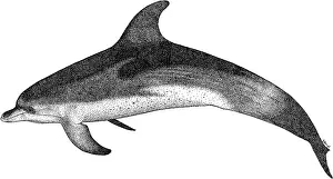Animals Prints: Atlantic Spotted Dolphin