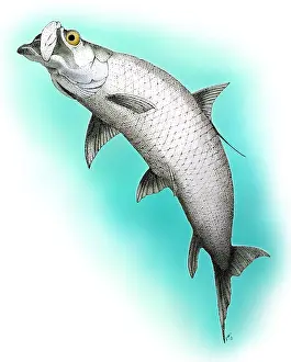 Sport Prints: Atlantic Tarpon