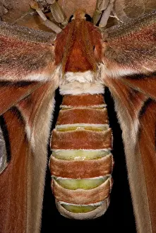 Atlas Prints: Atlas Moth