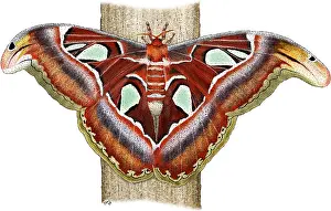 Atlas Prints: Atlas Moth