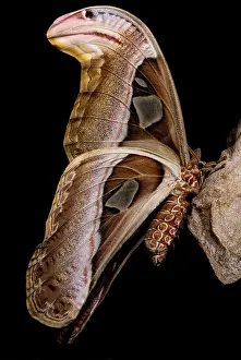 Atlas Prints: Atlas Moth