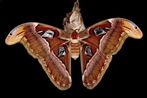 Atlas Prints: Atlas Moth