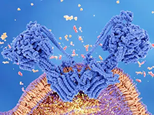 Protons Prints: ATP synthase dimer on the inner mitochondrial membrane