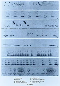 Visual Prints: Audio Spectrograms