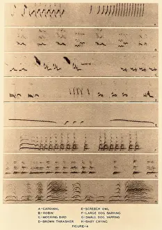 Visual Prints: Audio Spectrograms