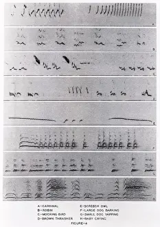 Visual Prints: Audio spectrograms