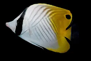 Fish Prints: Auriga Butterfly Fish