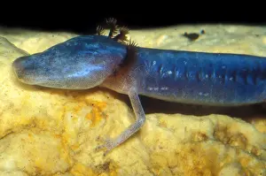 2005 Prints: Austin Blind Salamander