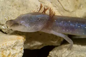 Neoteny Prints: Austin Blind Salamander