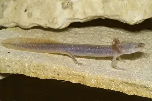 Neoteny Prints: Austin Blind Salamander