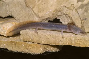 Neoteny Prints: Austin Blind Salamander