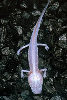 Austin Blind Salamander
