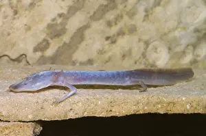 Blind Prints: Austin Blind Salamander
