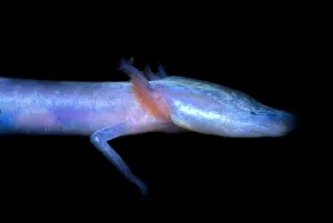 2005 Prints: Austin Blind Salamander
