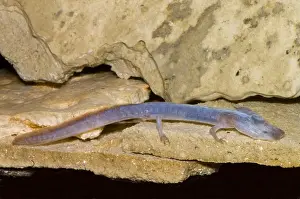 Blind Prints: Austin Blind Salamander