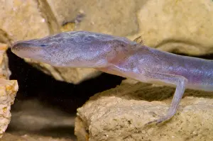 Blind Prints: Austin Blind Salamander