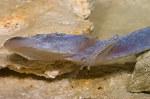 Cave Prints: Austin Blind Salamander