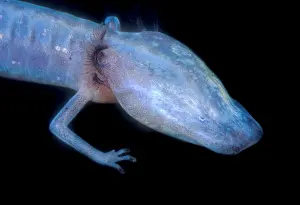 2005 Prints: Austin Blind Salamander