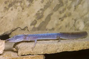 Cave Prints: Austin Blind Salamander