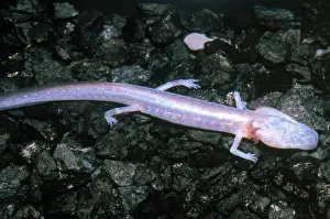 Cave Prints: Austin Blind Salamander