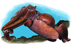 Cephalopod Prints: Australian giant cuttlefish