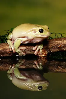 2017 Prints: Australian Green Treefrog (Litoria caerulea)
