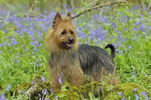 Flower Prints: Australian Terrier Dog