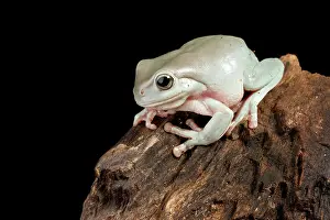 Rock Prints: Australian White's Tree Frog