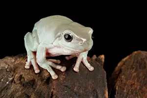Rock Prints: Australian White's Tree Frog