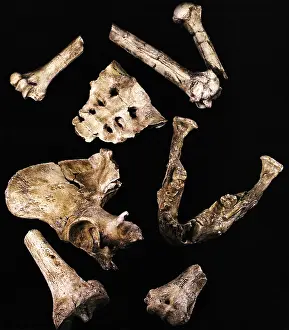 Earliest Prints: Australipithecus Afarensis
