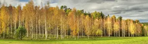 Fall Prints: Autumn foliage panorama