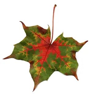 Autumn Prints: Autumn Leaf