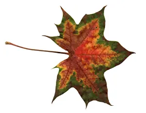 Autumn Prints: Autumn Leaf