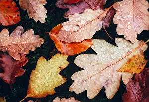 Leaf Prints: Autumn leaves