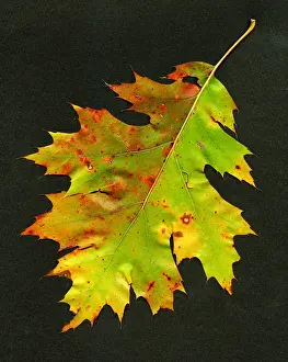 Shot Prints: Autumn Oak Leaf