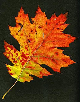 Shot Prints: Autumn Oak Leaf