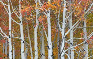Fall Prints: Autumn Quaking Aspens
