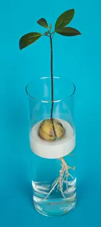 Cultivated Prints: Avocado Seedling