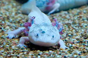Prints of Axolotl (Ambystoma mexicanum), a Mexican neotenic mole salamander. This species is listed as critically endangered due to habitat loss : AxolotlAxolotl or Mexican Salamander