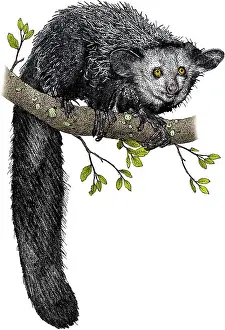 April Prints: Aye-aye