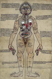 Prints of Entitled: 'Ayurvedic Man' anatomical study of a man standing with Nepalese and Sanskrit texts showing the Ayurvedic understanding of the human anatomy : Ayurvedic Man, 18th Century, Nepalese Sanskrit Anatomy