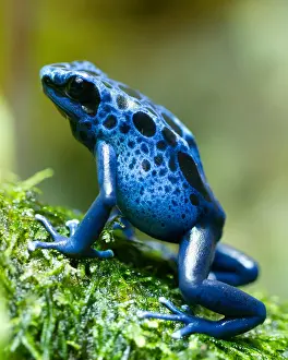 Mosses Prints: Azure poison dart frog