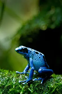 Frog Prints: Azure poison dart frog