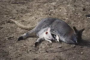 Trait Prints: Baby Albino Wallaby with Mother