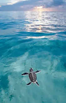 Waters Prints: Baby Green Sea Turtle
