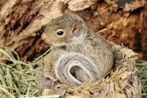 Gray Prints: Baby Grey Squirrel