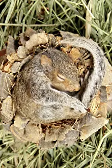 Gray Prints: Baby Grey Squirrel sleeping