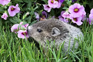 Immature Prints: Baby Groundhog